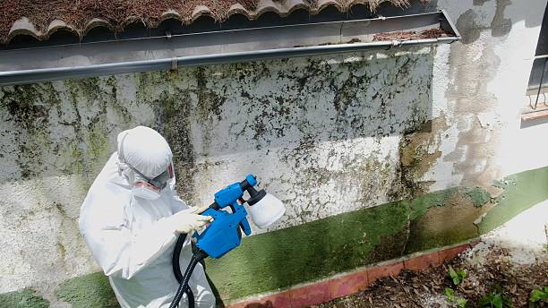 Mold Remediation service in Holliston, Holliston, MA